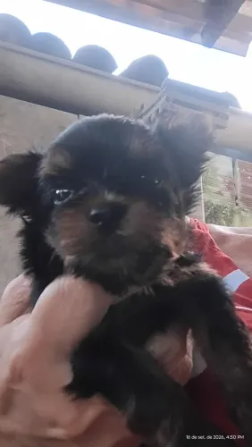 Cachorro yorkshire