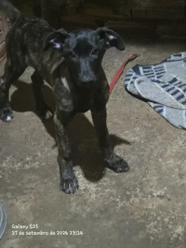Doa-se filhote pastor malinois "fêmea "