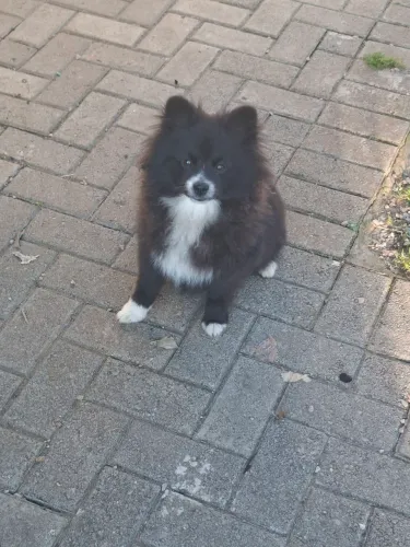 Spitz Alemao fêmea preta e branca