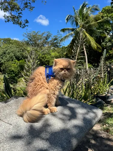 Gato persa procura namorada