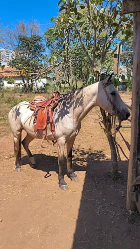 Égua Mangalarga macha picada