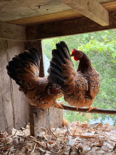 Galinhas Nagasaki Mil Flores