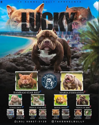 American Bully P Cruzar !