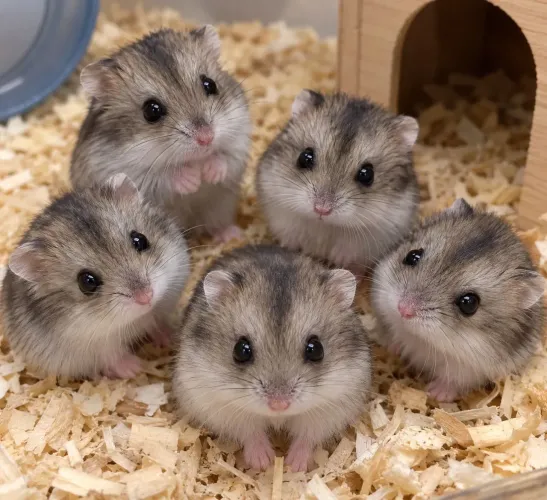 HAMSTER ANÃO RUSSO 