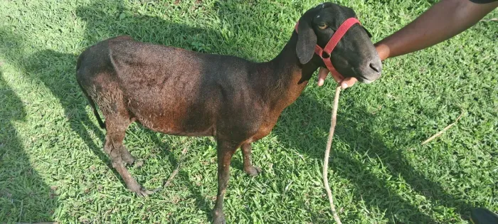 ovelha santa inês