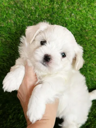 Maltês macho, pelagem densa e branquinho! Disponível Pedigree CBKC