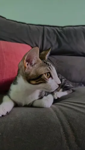 Filhote gato