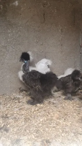 Franguinhos de sedosa do Japão 