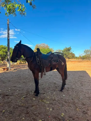 Vendo égua 1.500 reais, 3 anos,mansa de arreio.