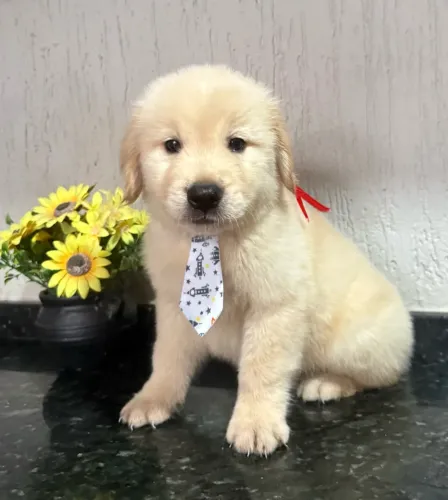 Golden retriever com pedigree