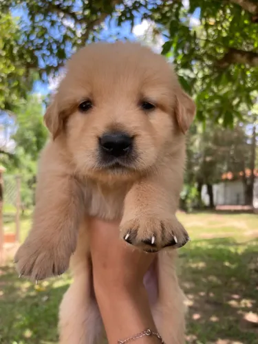 Golden Retriever filhotes
