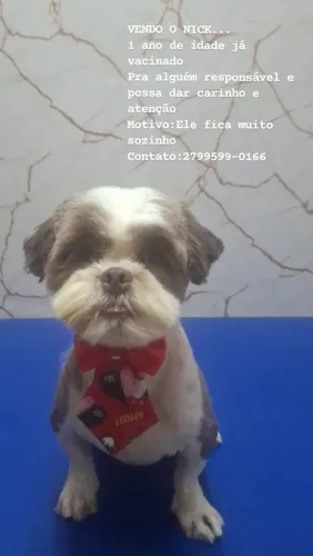 cachorro
