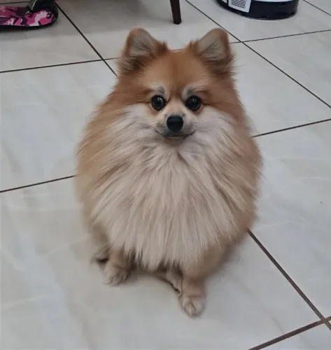 Spitz Alemão Anão Macho Disponível para Cruza | Excelente Estrutura e Pelagem