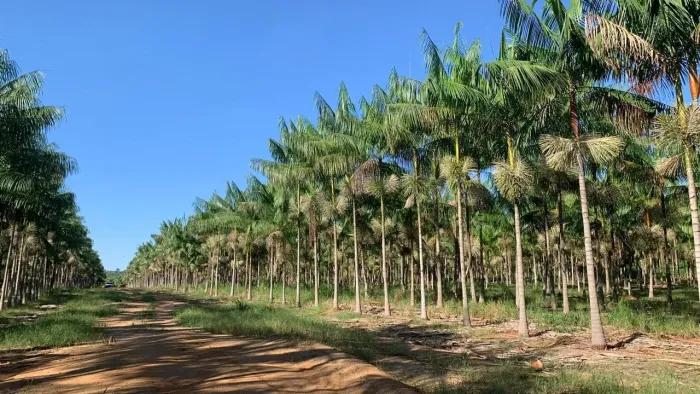 Fazenda Produtiva com 315 Hectares e 162 Hectares de Açaí Irrigado Baião/PA