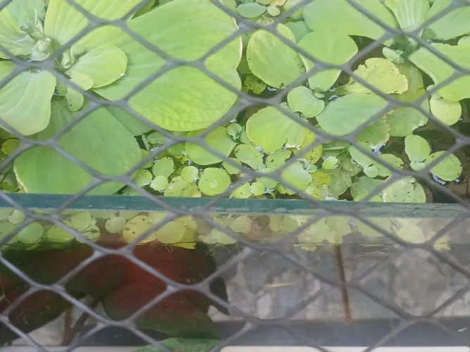 Planta Santa Luzia ou como também alface da água