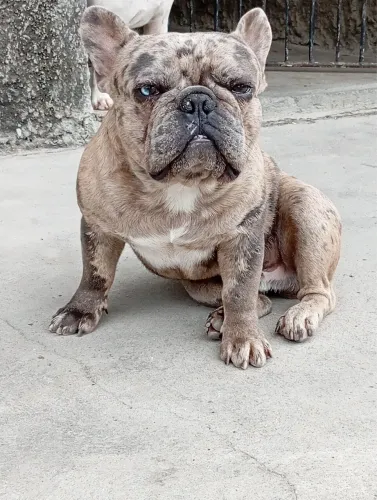 Buldogue francês disponível para cobertura