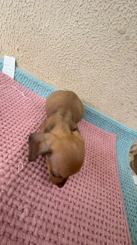 Filhote de Basset