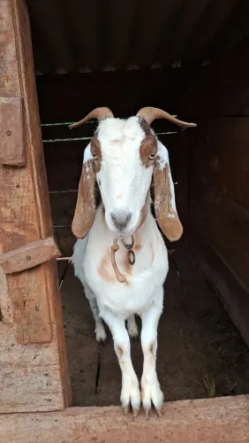 CABRA LEITEIRA