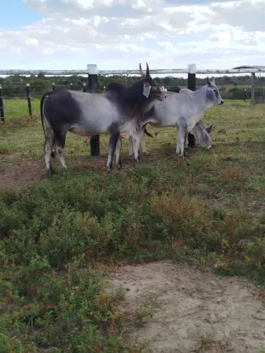 VENDO GADO GUZERÁ