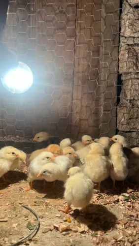 Pintinho Poedeira, Caipira e Polaca.
