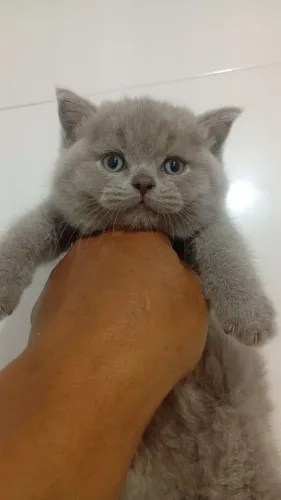 Gato britsh shorther
