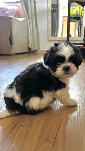Shitzu