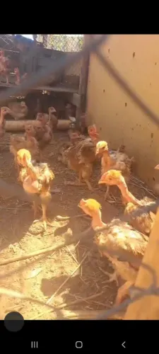 Frangos melhorado e caipira