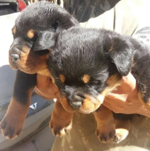 Rottweiler Filhotes porte GGG