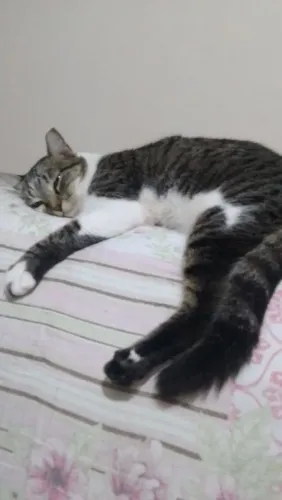 Gata fêmea castrada adoção responsável 