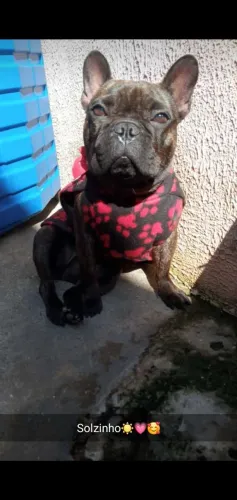 Buldogue francês