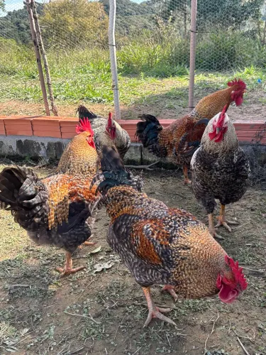 Lote com 8 galos caipiras ótima genética