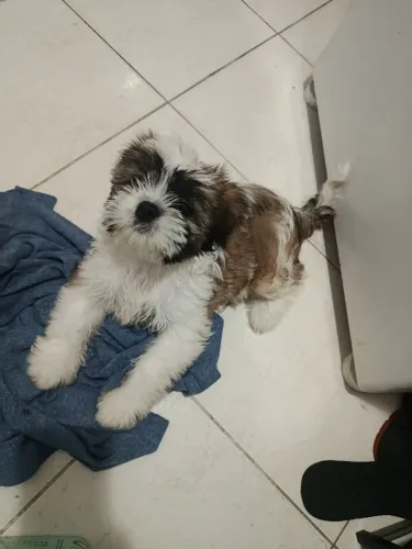 Shih Tzu
