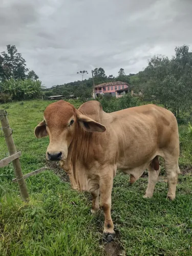 TOURO BRAMHAN PO