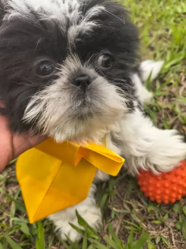 Macho de shihtzu vacinado vermífugado com garantia e pedigree opcional