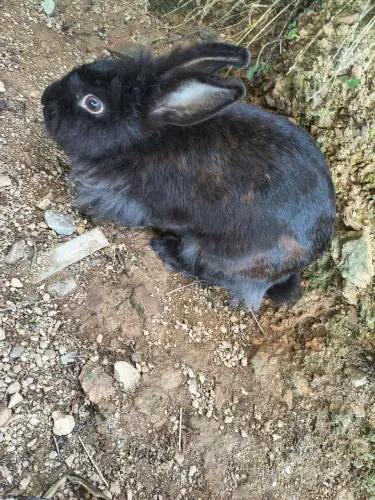 Coelha adulta barato