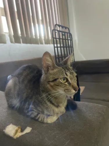 Gato para doação