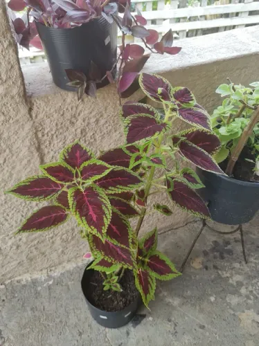 Planta Coleus com Folhas Coloridas