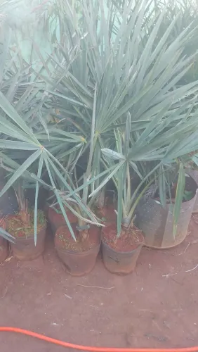 Palmeira carpentaria e bismack ,para Jardim - Mudas
