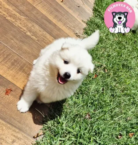 Spitz japones japonês com pedigree promoção especia black friday