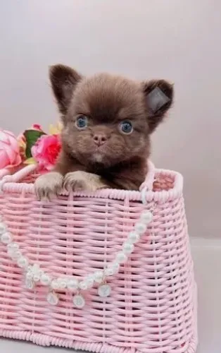 Chihuahua: Pequeno, Charme Puro e Carinho Sem Fim!