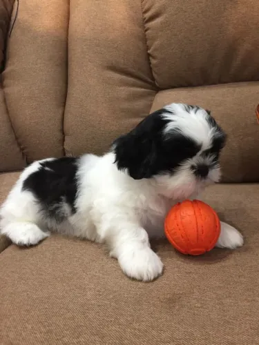 Filhote Shih Tzu