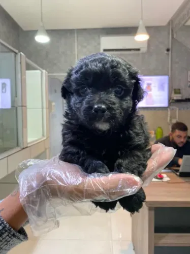 Poodle toy -Filhotes com assistêsncia Veterinária gratuita