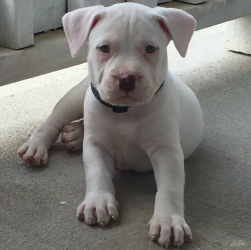 Filhote de Pitbull segurança em primeiro lugar 