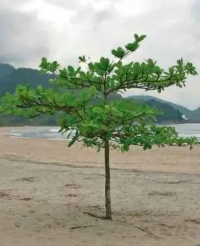 Vendesi 20 sementes de 7 copas africana - Terminalia mantaly