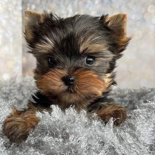 Yorkshire Terrier Miniatura - Companheiro Perfeito