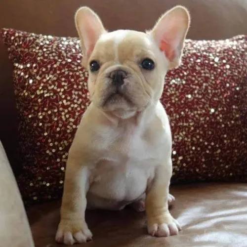 Buldogue Francês à Venda hoje 