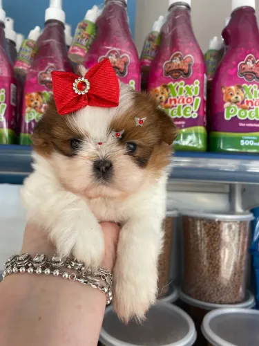 Shihtzu $2.100,00