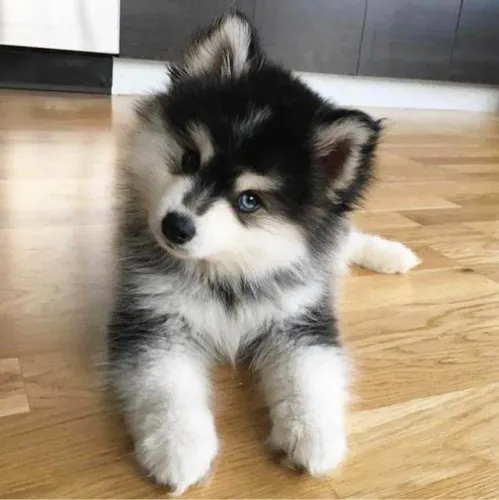 Filhote de Husky Siberiano, ganhe amor todos os dias!