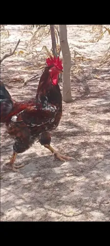 Vende-se Frangos GSB.