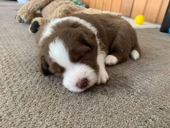 Border Collie unicos disponiveis